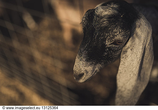Close-up of goat in animal pen at farm