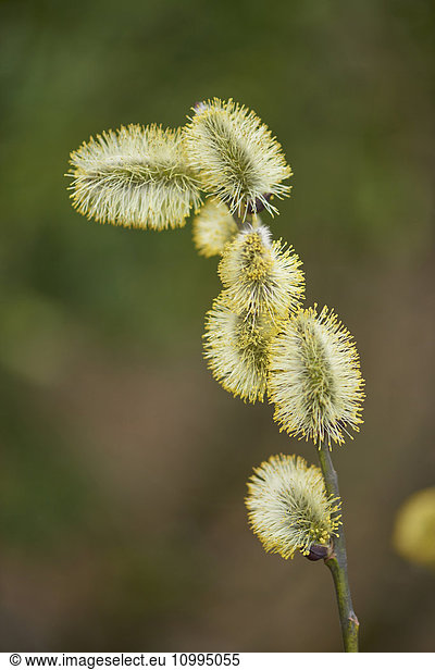 Close-up of Goat Willow (Salix caprea) Blossoms in Forest in Spring  Bavaria  Germany