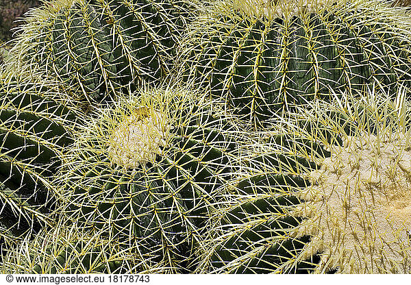 Close-up of Golden Barrel Cacti