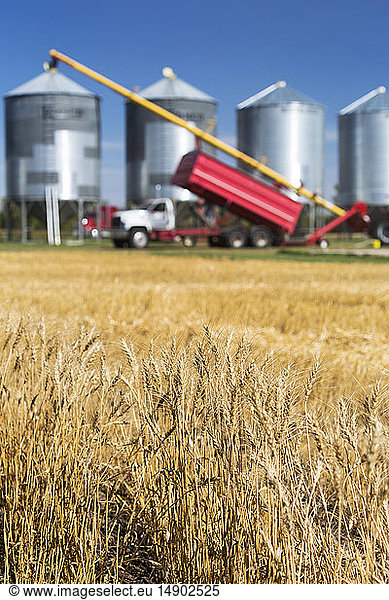 Close-up of golden wheat in a field with grain truck and auger filling large metal grain bins in the background; Acme  Alberta  Canada