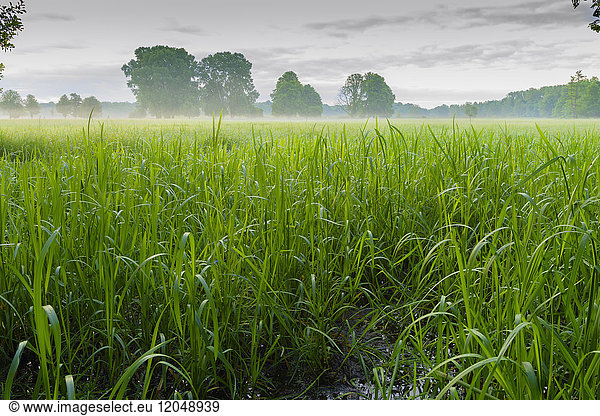 Close-up of grass in wetland landscape in springtime with morning mist in Hesse  Germany