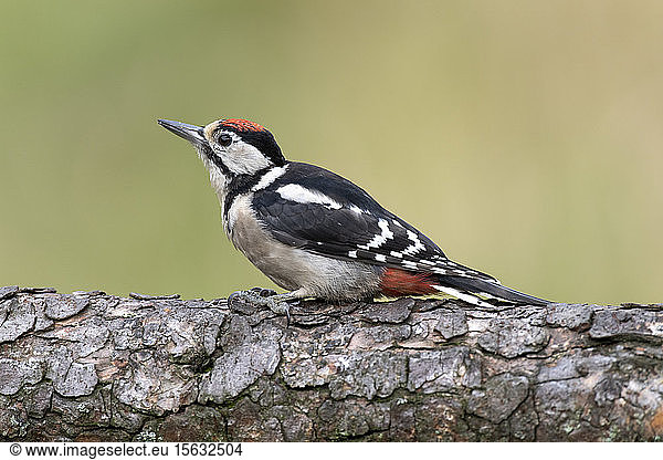 Close-up of great spotted woodpecker perching on tree trunk
