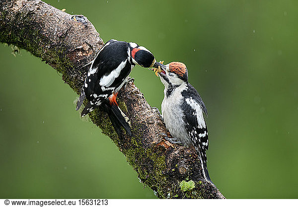 Close-up of great spotted woodpeckers on plant