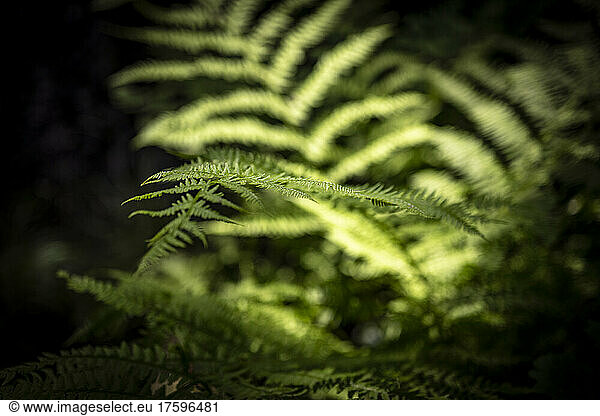 Close-up of green ferns growing outdoors