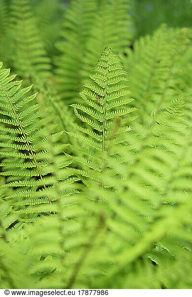 Close-up of green ferns growing outdoors