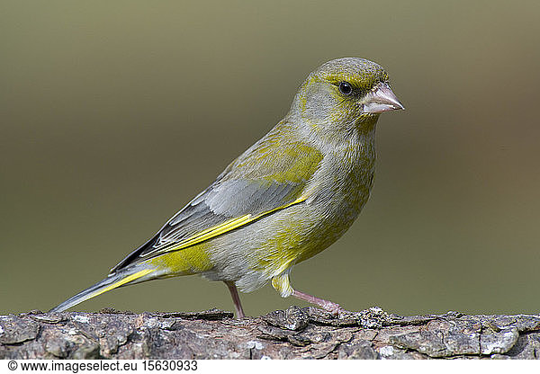 Close-up of green finch perching on tree trunk