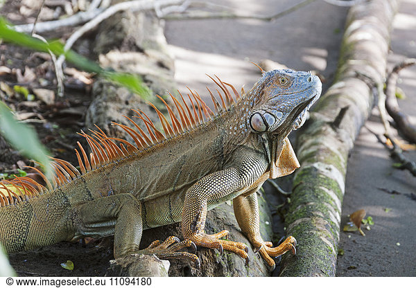 Close-up of green Iguana  Costa Rica