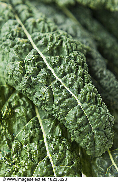 Close-up of green kale leaf