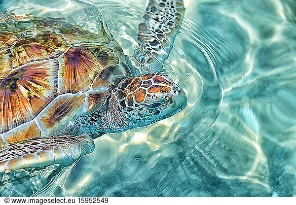 Close-up of green sea turtle swimming in sea