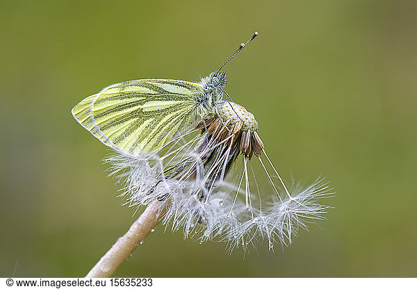 Close-up of green-veined white on flowers