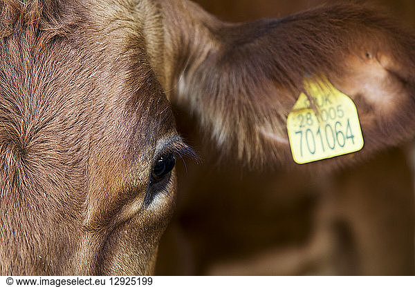 Close up of Guernsey cow with yellow tag in ear.