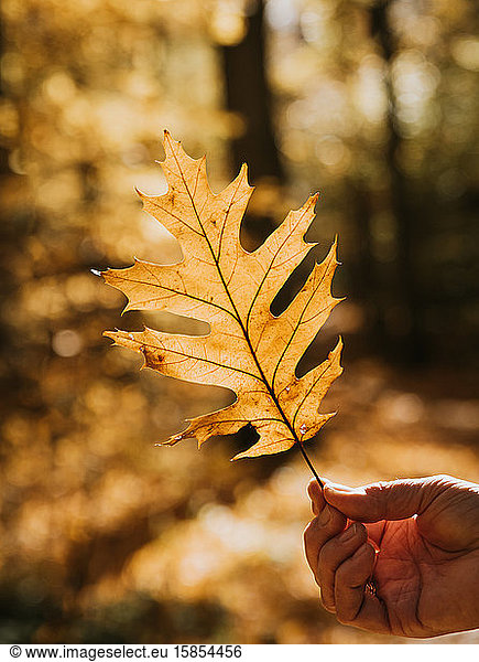 Close up of hand holding backlit oak leaf on a fall day in a forest.