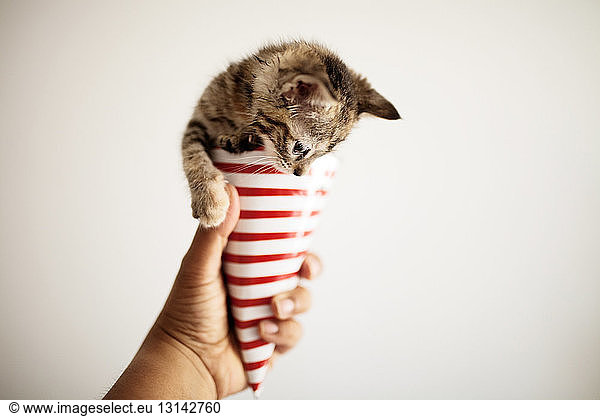 Close-up of hand holding paper cone with kitten against white wall