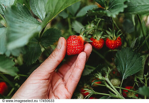 Close up of hand picking a ripe strawberry in a strawberry field.