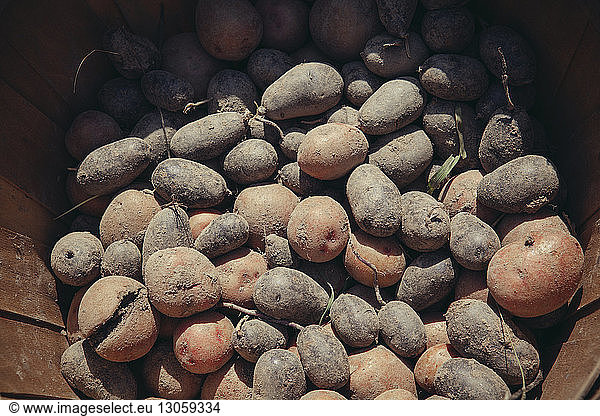 Close-up of harvested potatoes in container