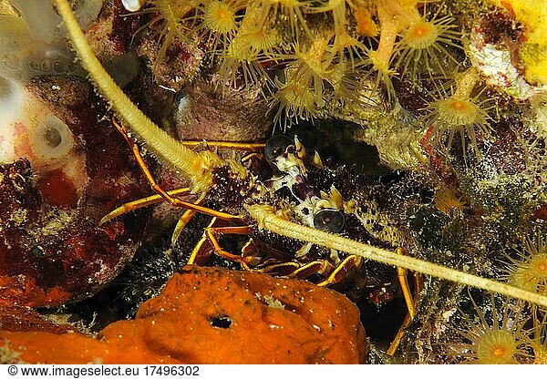 Close-up of head of juvenile european spiny crayfish (Palinurus elephas) hiding in living cave dwelling  Mediterranean Sea  Elba  Tuscany  Italy  Europe