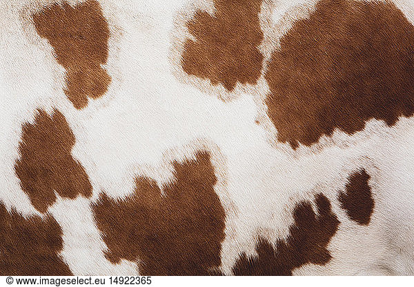 Close up of hide of a piebald red and white Guernsey cow.