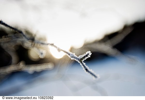 Close up of hoar frost on twig
