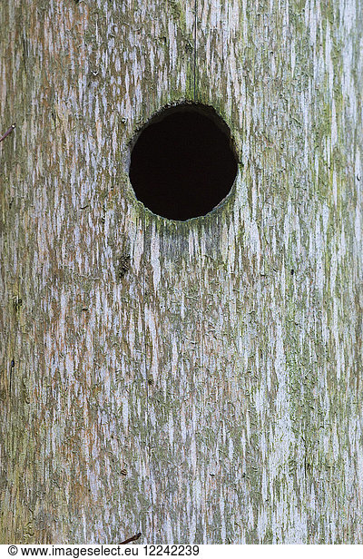 Close-up of hole in tree trunk at Neuschoenau in the Bavarian Forest National Park in Bavaria  Germany