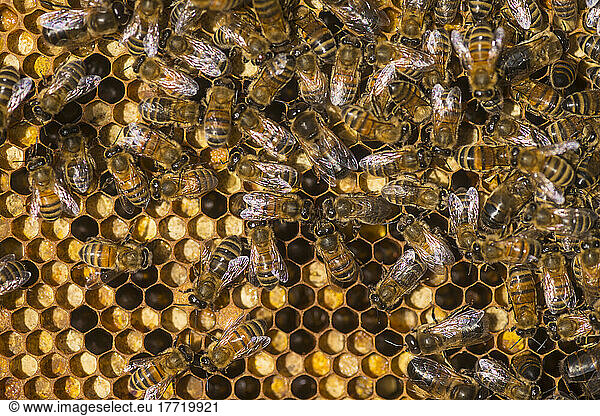 Close-up of honey bees (Apis mellifera) on a honeycomb  Petersfield; Hampshire  England  United Kingdom