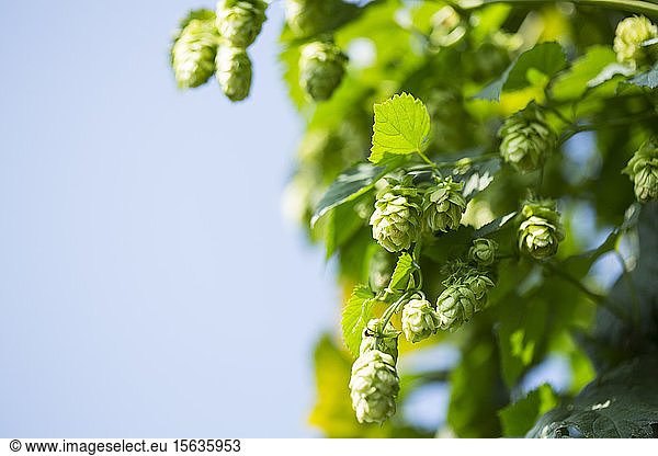 Close-up of hops crop growing against clear sky at Hallertau