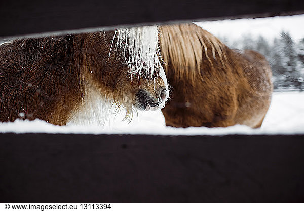 Close-up of horses seen through fence during winter