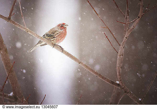 Close-up of house finch perching on branch during snowfall