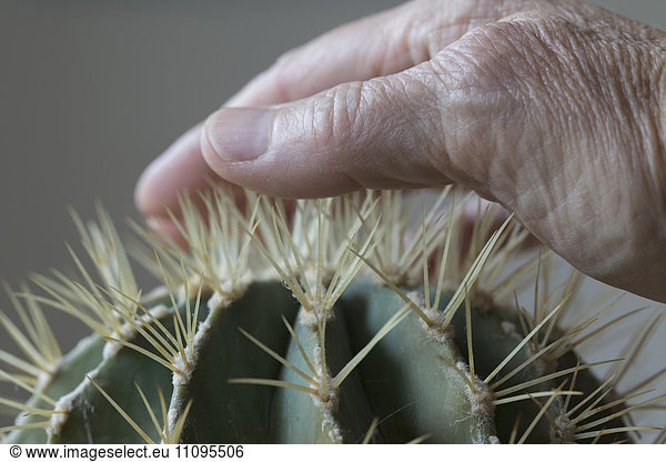 Close-up of human hand touching cactus spike