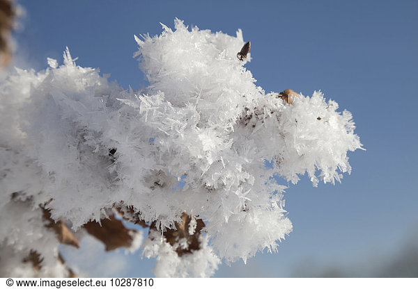 Close-up of ice crystals on a branch  Eichenau  Fürstenfeldbruck  Bavaria  Germany