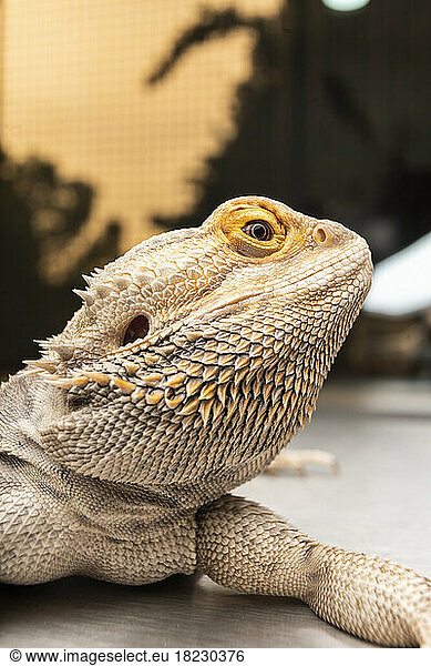 Close-up of iguana on table
