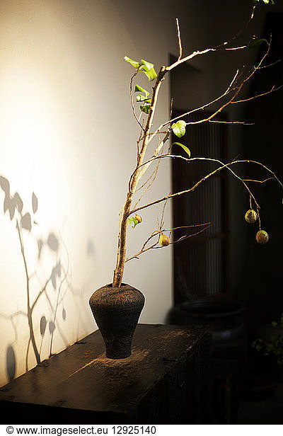 Close up of Ikebana arrangement in brown vase  branch with leaves and fruits.