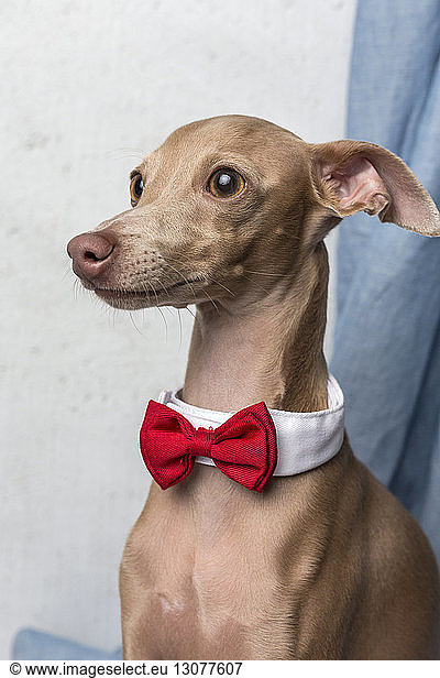 Close-up of Italian Greyhound wearing bow tie while looking away at home