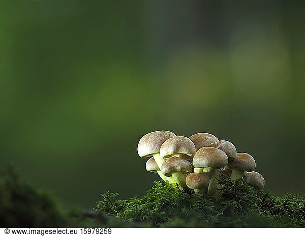 Close-up of kuehneromyces mushrooms growing in forest