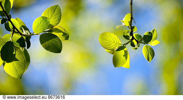 Close up of leaves growing on branches