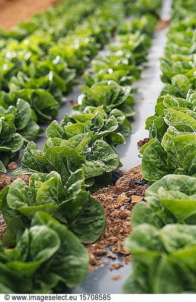 Close-up of lettuce field