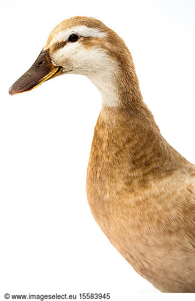 Close up of light brown and white duck on white background.