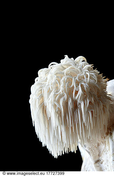 Close up of Lion's Mane edible fungus  Hericium erinaceus on a black background