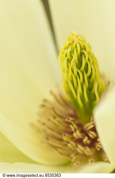 Close up of magnolia blossom