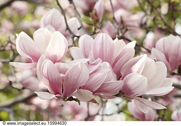 Close-up of Magnolia Blossoms