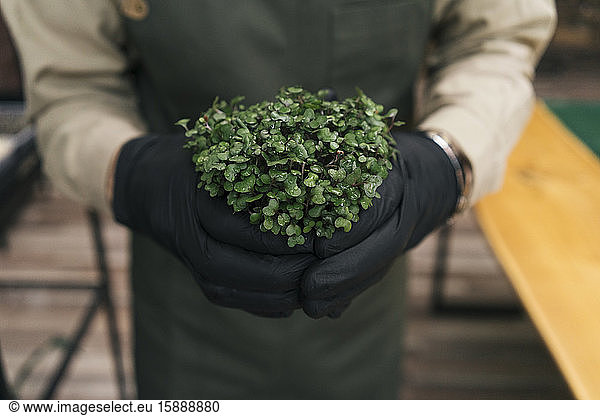 Close-up of man holding microgreen plant