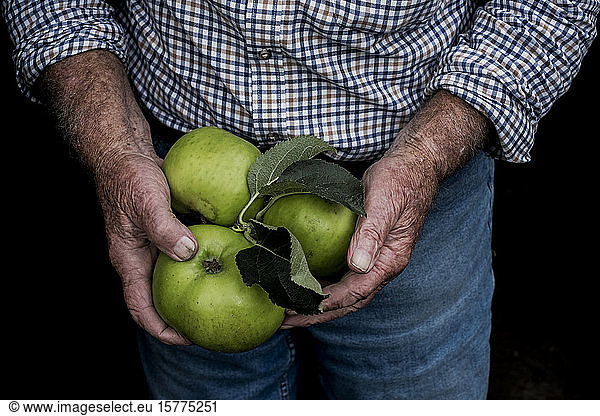 Close up of man holding three large green Bramley Apples.