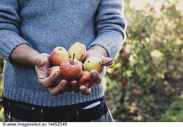 Close up of man standing in apple orchard  holding freshly picked apples. Apple harvest in autumn.
