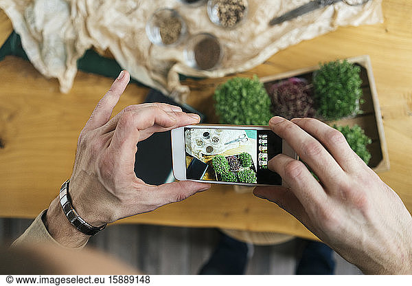Close-up of man taking smartphone picture of microgreens on table