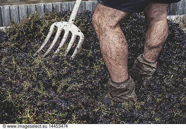 Close up of man with pitchfork standing in a vat of black grapes.