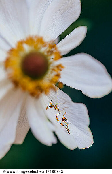 Close up of many anemone flower's fallen pistils collected upon petal