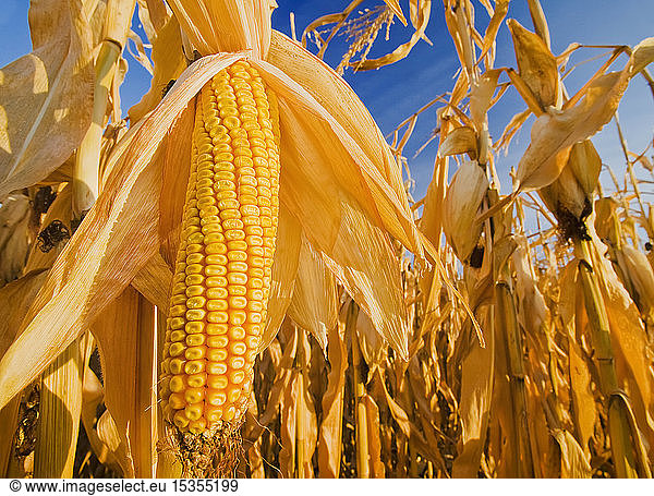 Close-up of mature  harvest-ready feed/grain corn  near Carey; Manitoba  Canada