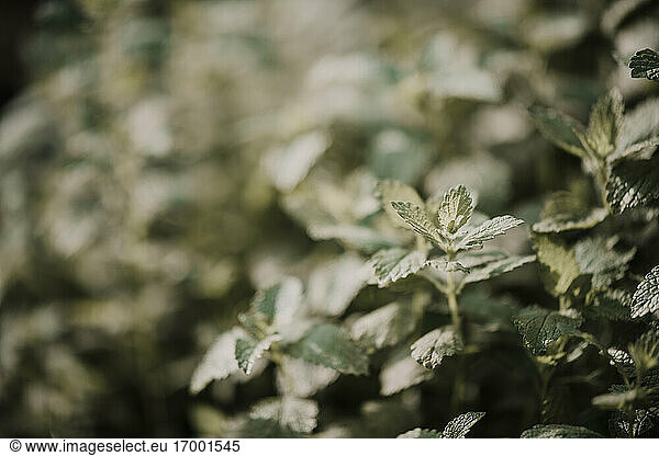 Close-up of mint leaf