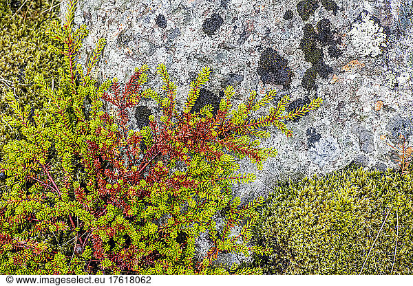 Close-up of mossy plants and lichen on a rock; Iceland
