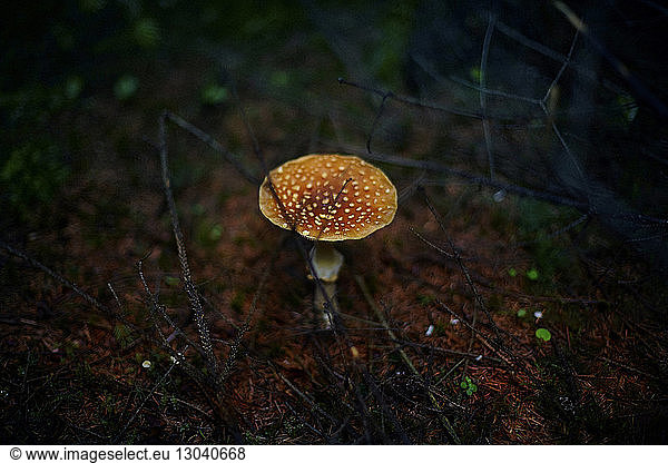 Close-up of mushroom growing in forest