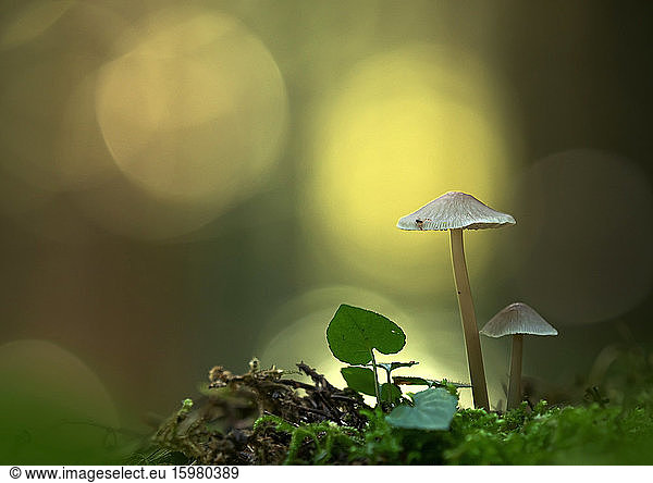 Close-up of mycena mushrooms growing in forest